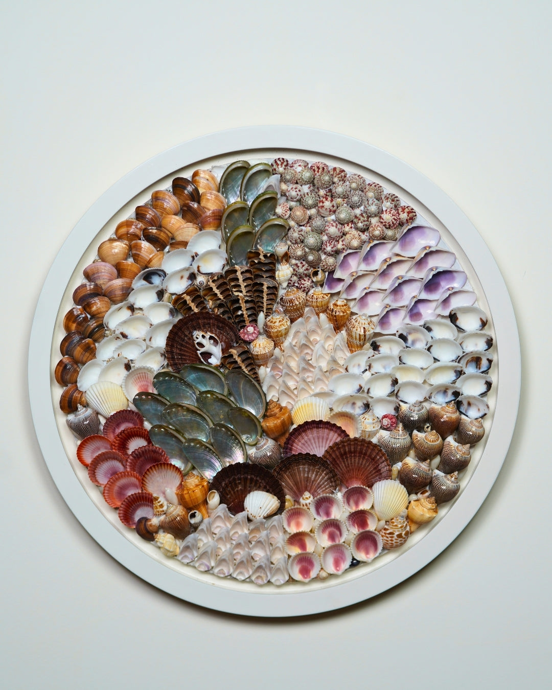 SHELL WALL ART BIG - COASTAL CARNIVAL