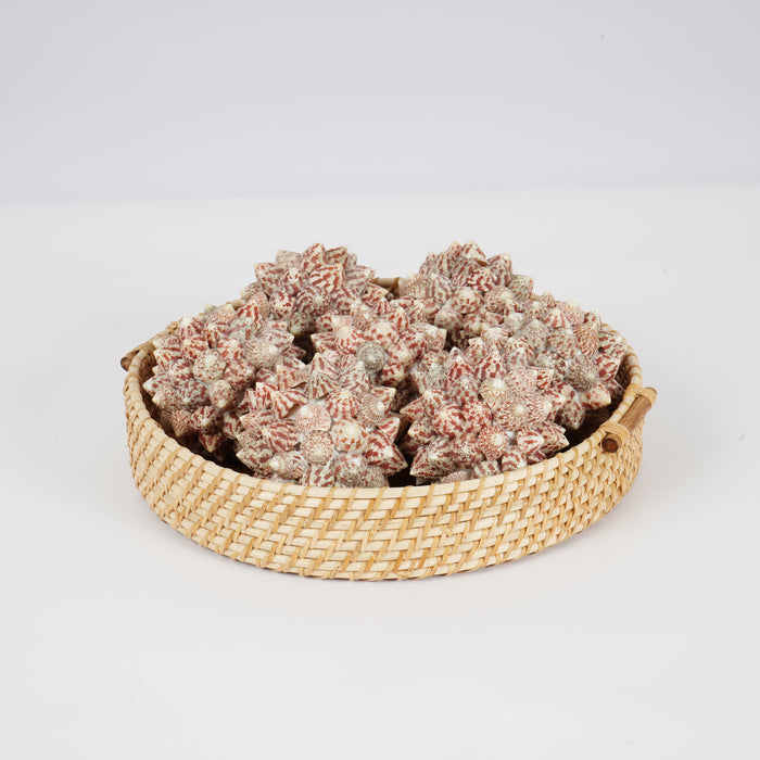 Sea Cactus Table Accent for Home Decor