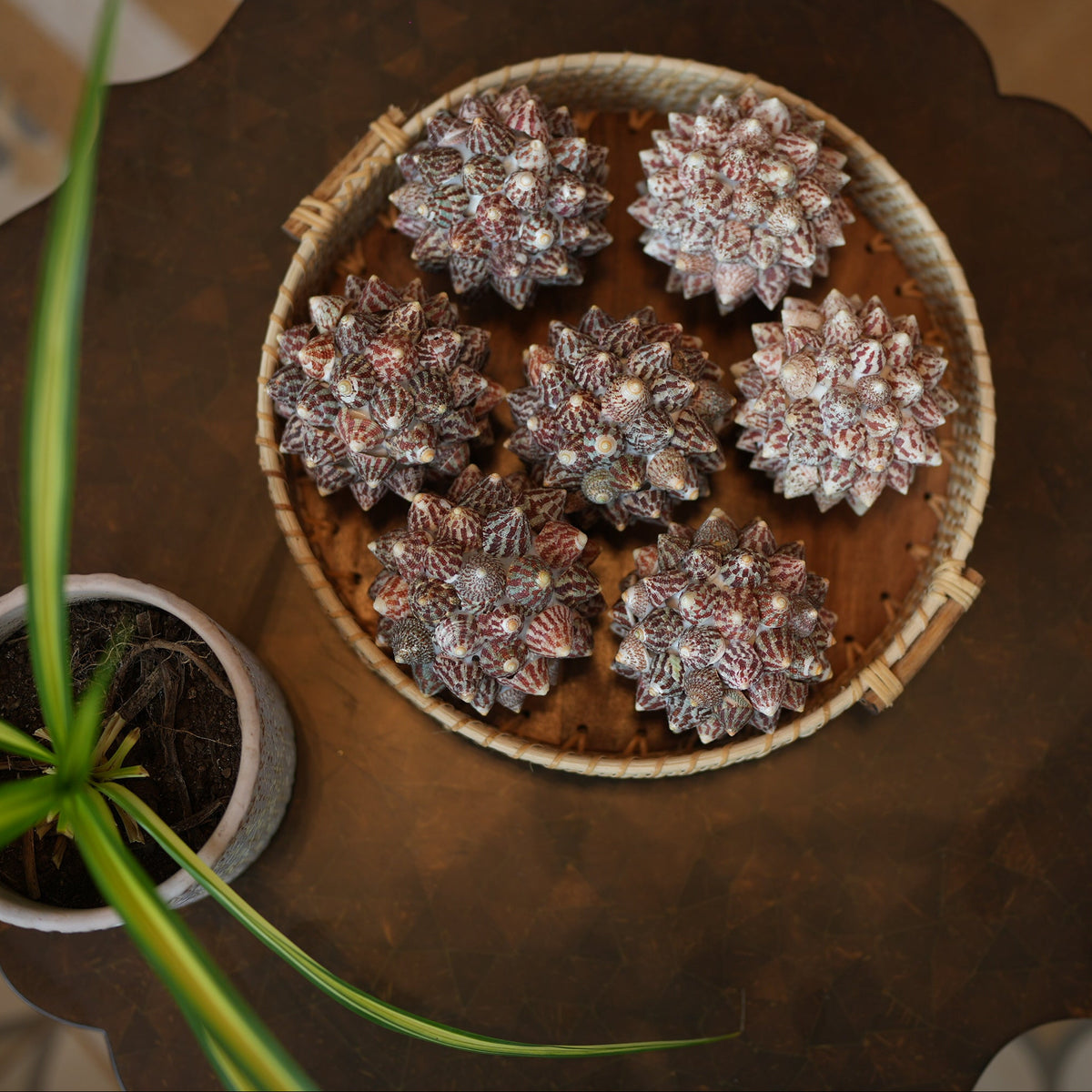 Sea Cactus Table Accent for Home Decor