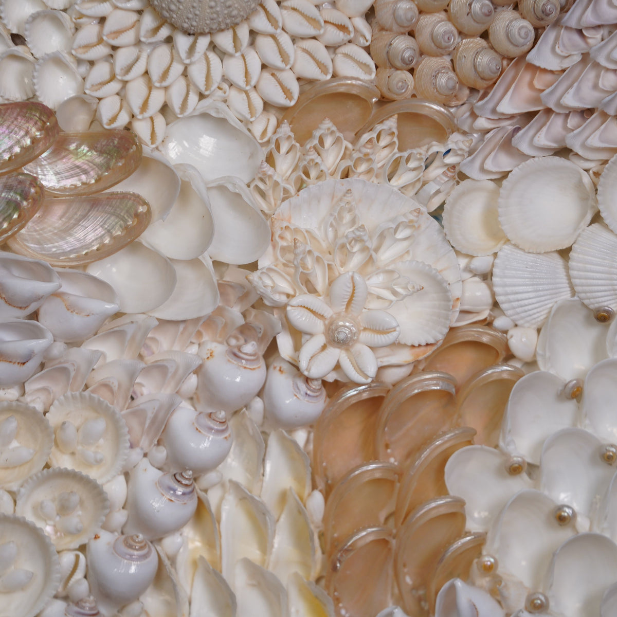 Pearl Bloom Big Shell Wall Art